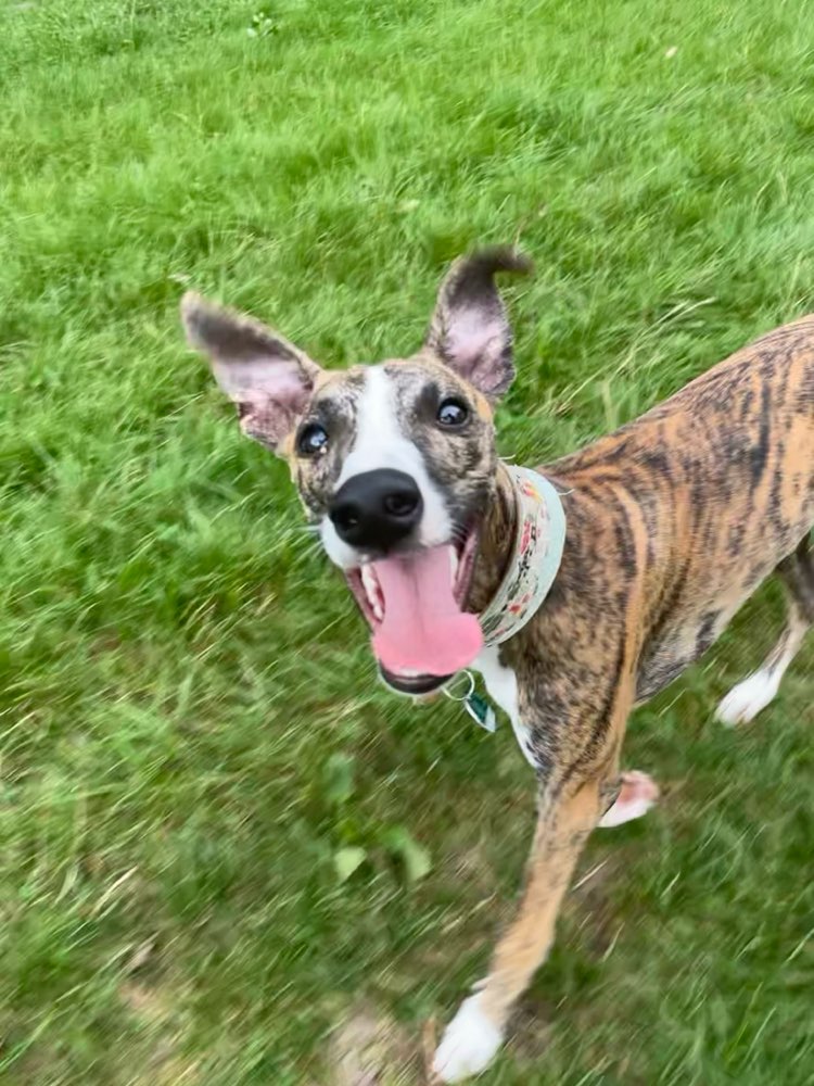 Hundetreffen-Suche Whippets oder Windhunde zum gemeinsamen Rennen und Spielen-Profilbild