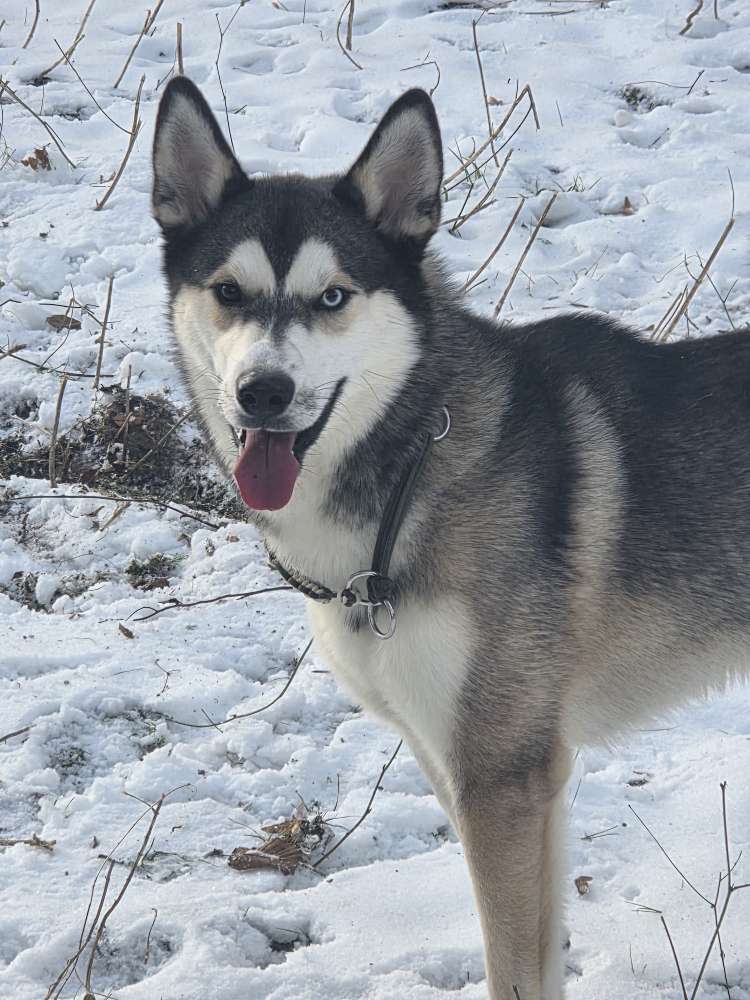 Hundetreffen-Gassi oder spieltreffen gesuch-Profilbild