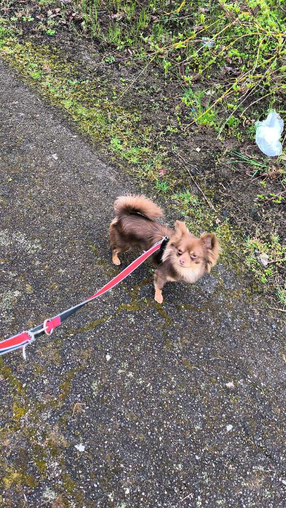 Hundetreffen-Treffen zum Gassi gehen-Profilbild