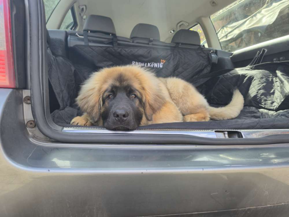 Hundetreffen-Spieltreffen, Gassi oder Traning-Profilbild