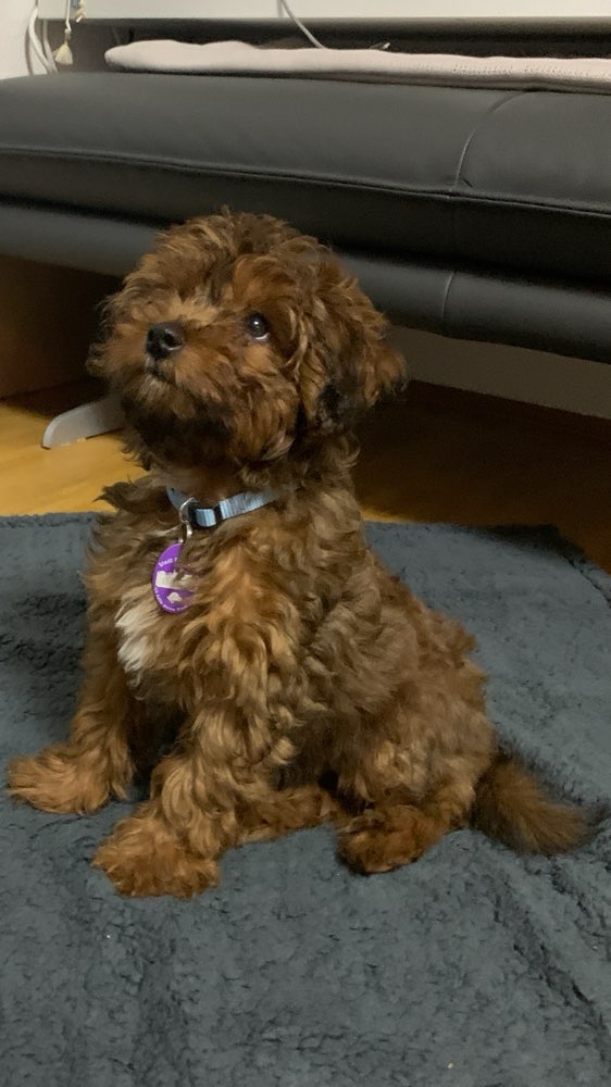 Hundetreffen-Gassigehen und Spielen (abends + am Wochenende)-Profilbild