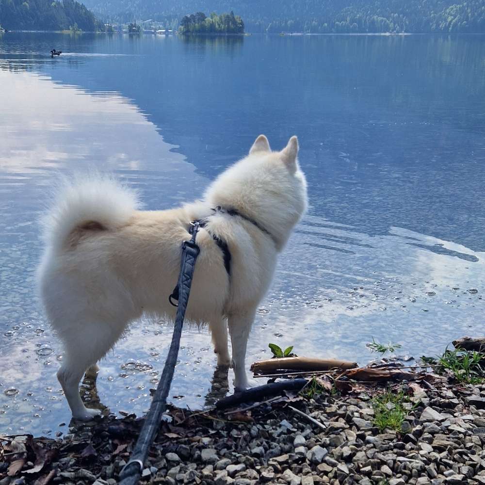 Hundetreffen-Social Walk und Playdates mit Training-Profilbild