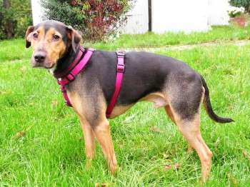 Hundetreffen-Gassirunde-Profilbild