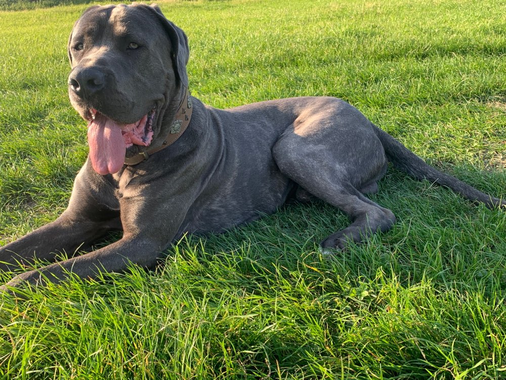 Hundetreffen-Hunde Treffen in Rheinhausen-Profilbild