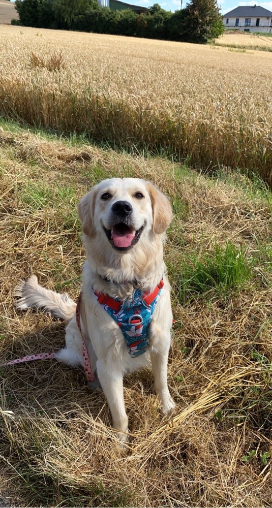 Hundetreffen-Spiel/Schwimm treffen-Profilbild