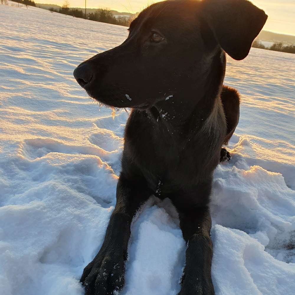 Hundetreffen-Junghund sucht soziale Kontakte-Profilbild