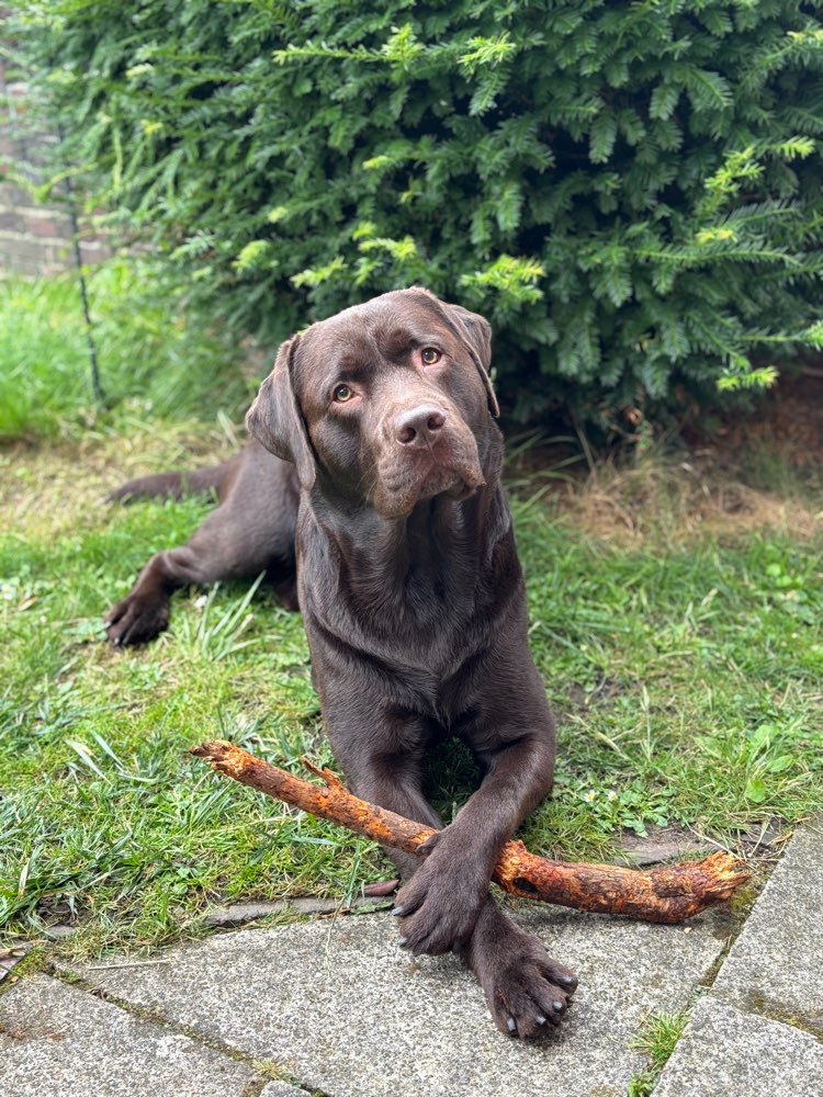 Hundetreffen-Spiel- und Gassifreunde gesucht!-Profilbild