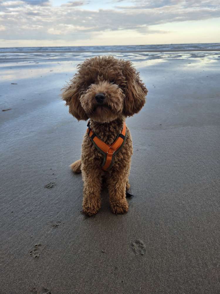 Hundetreffen-Spazieren gehen-Profilbild