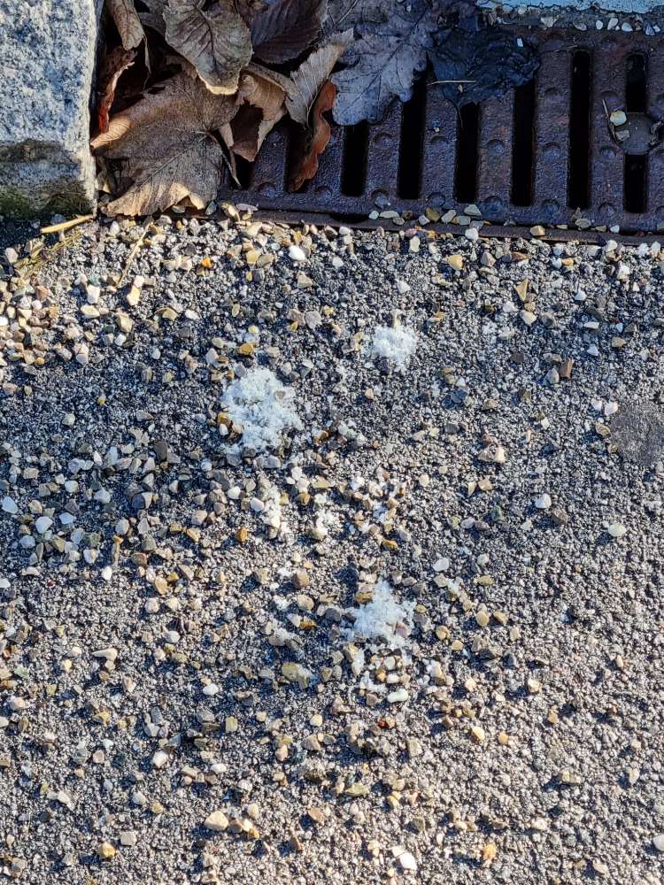 Giftköder-Weißes Pulver-Profilbild