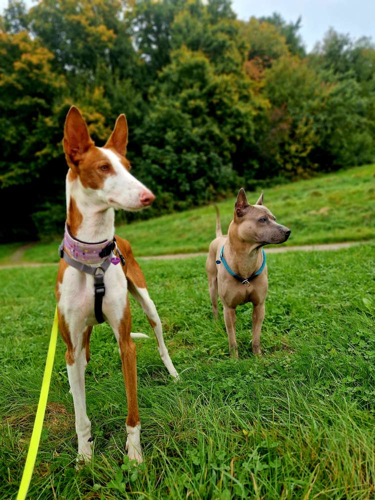 Hundetreffen-Windhunde - Gassi Runde-Profilbild
