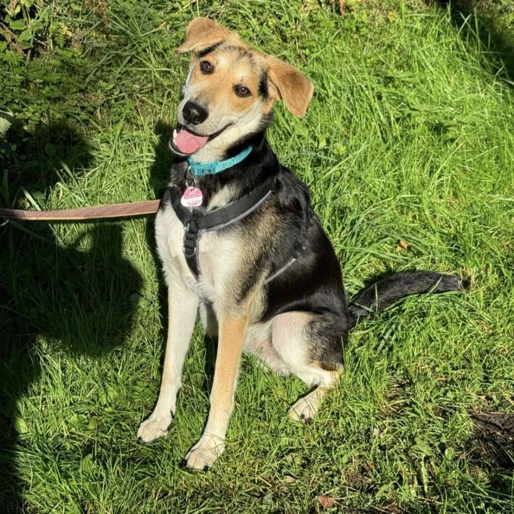 Hundetreffen-Trainingspartner-Profilbild