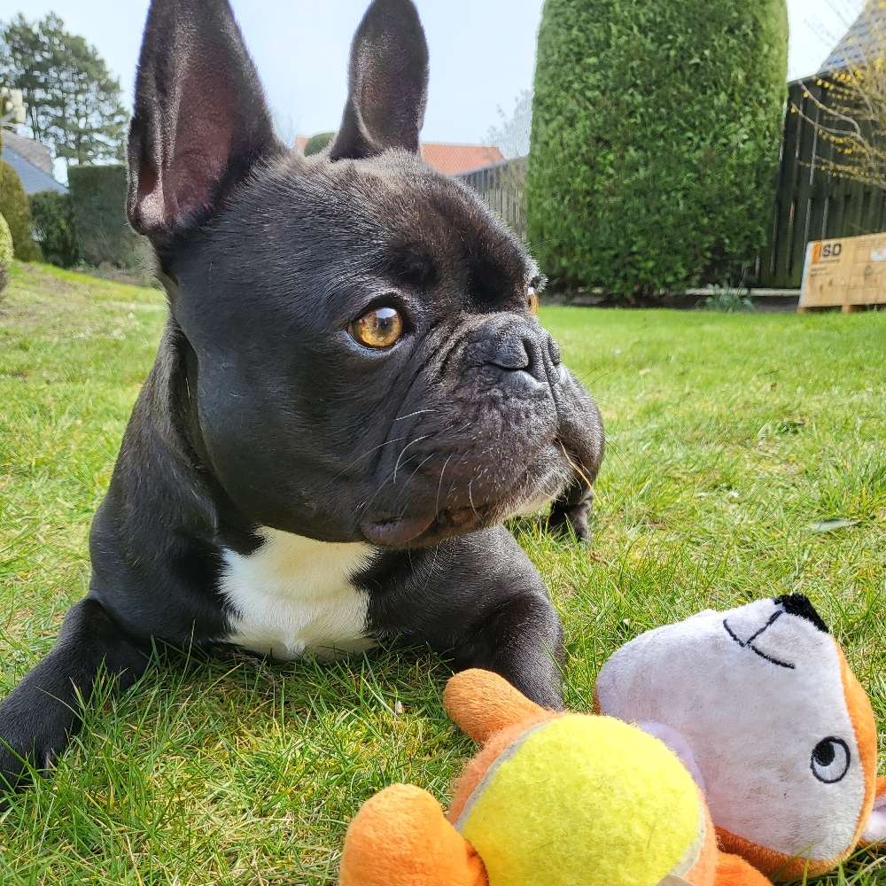 Hundetreffen-Französische Bulldogge-Profilbild
