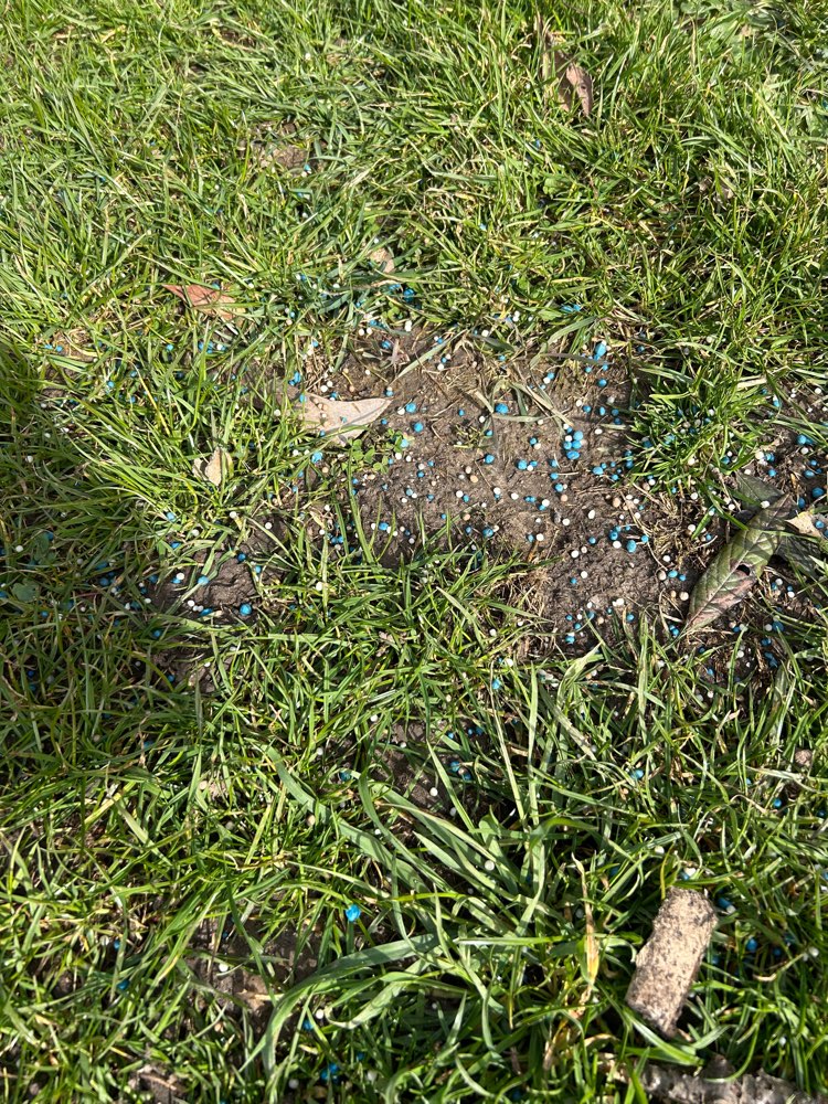 Giftköder-Blaukorn-Profilbild