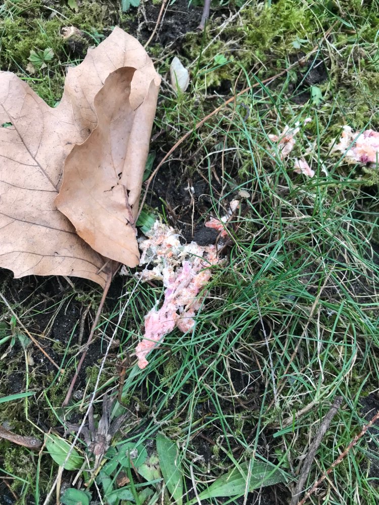 Giftköder-Mögliche Giftköder-Profilbild