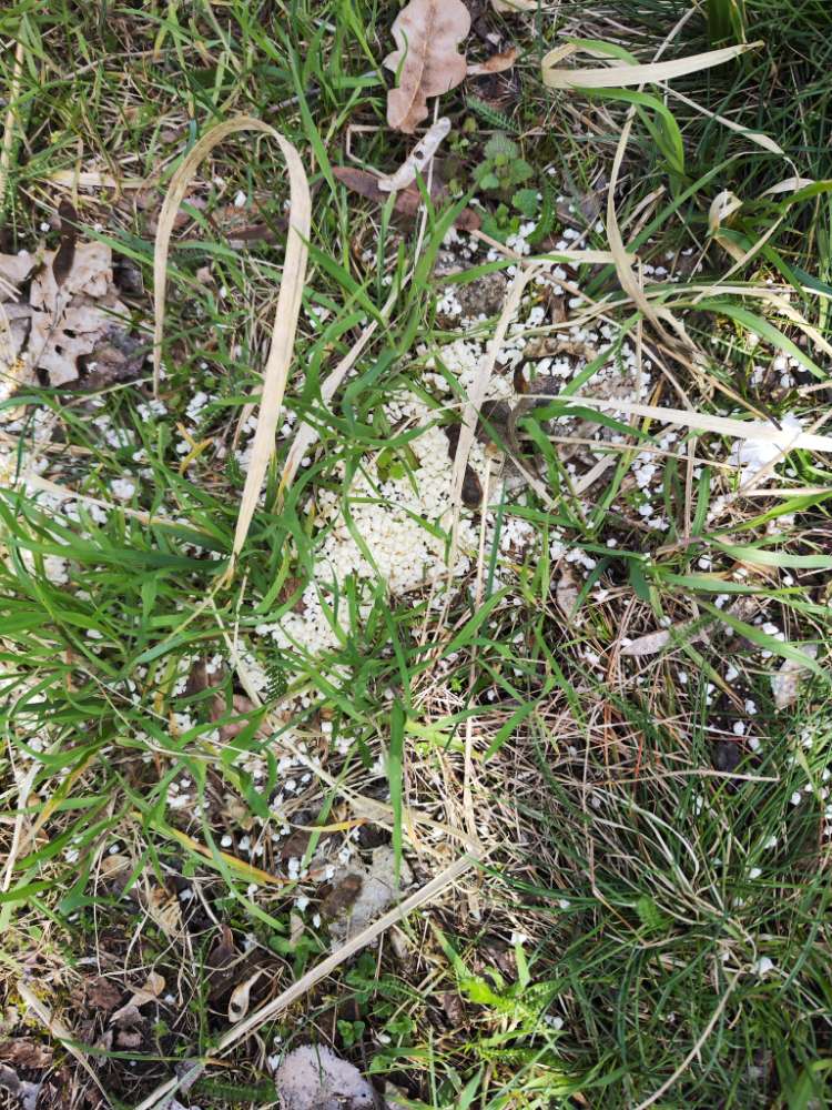 Giftköder-Mögliches Rattengift-Profilbild