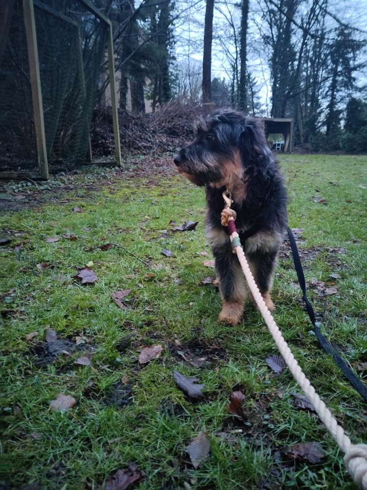 Hundetreffen-Social Walk im kleinen Kreis für unsichere Hündin-Profilbild