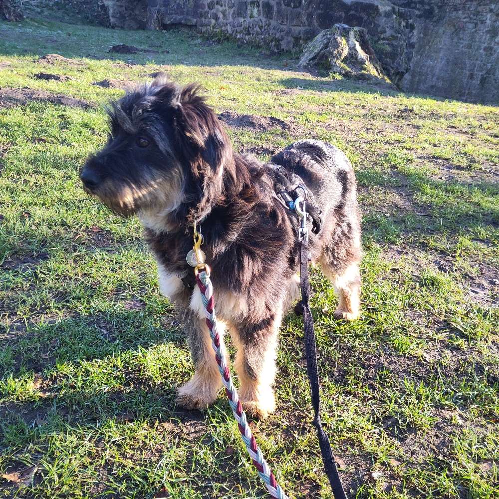 Hundetreffen-Spieltreff Junghund-Profilbild