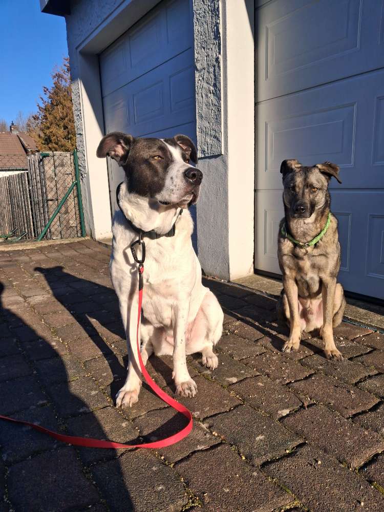 Hundetreffen-Gemeinsame Walks-Profilbild