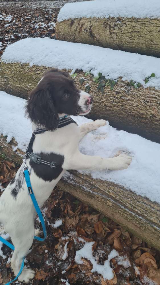 Hundetreffen-Welpentreff zum Spielen und Laufen-Profilbild