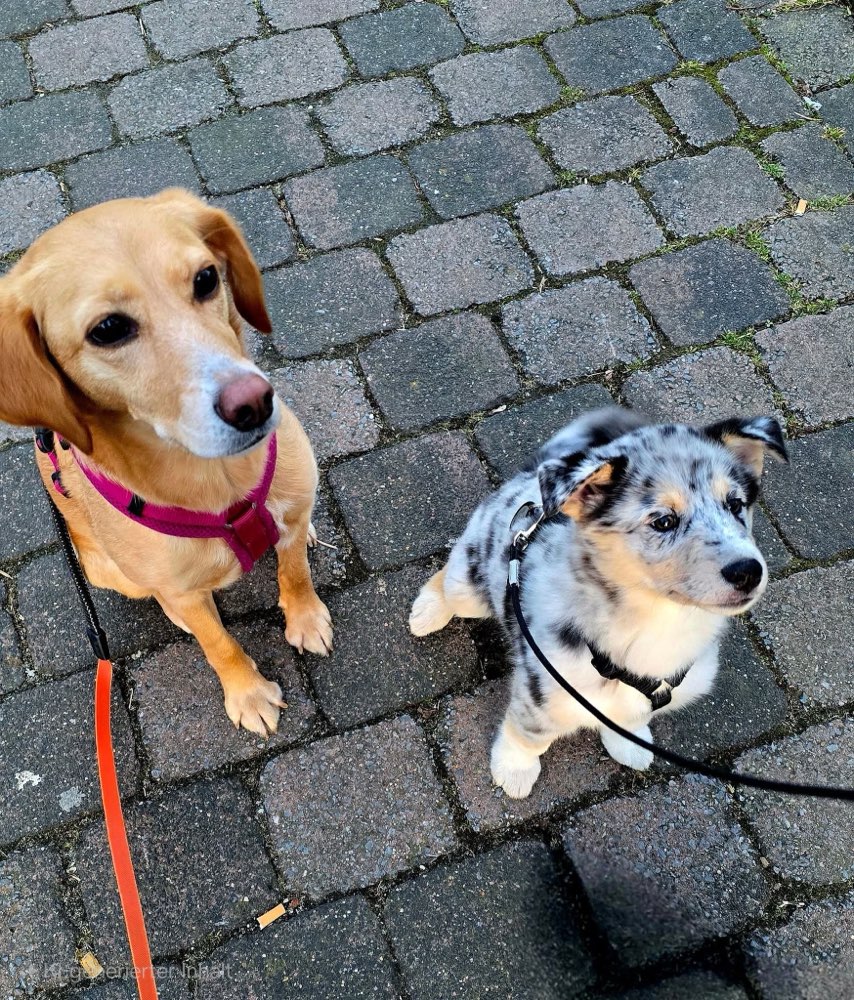 Hundetreffen-Welpentreffen in Wassenberg-Profilbild