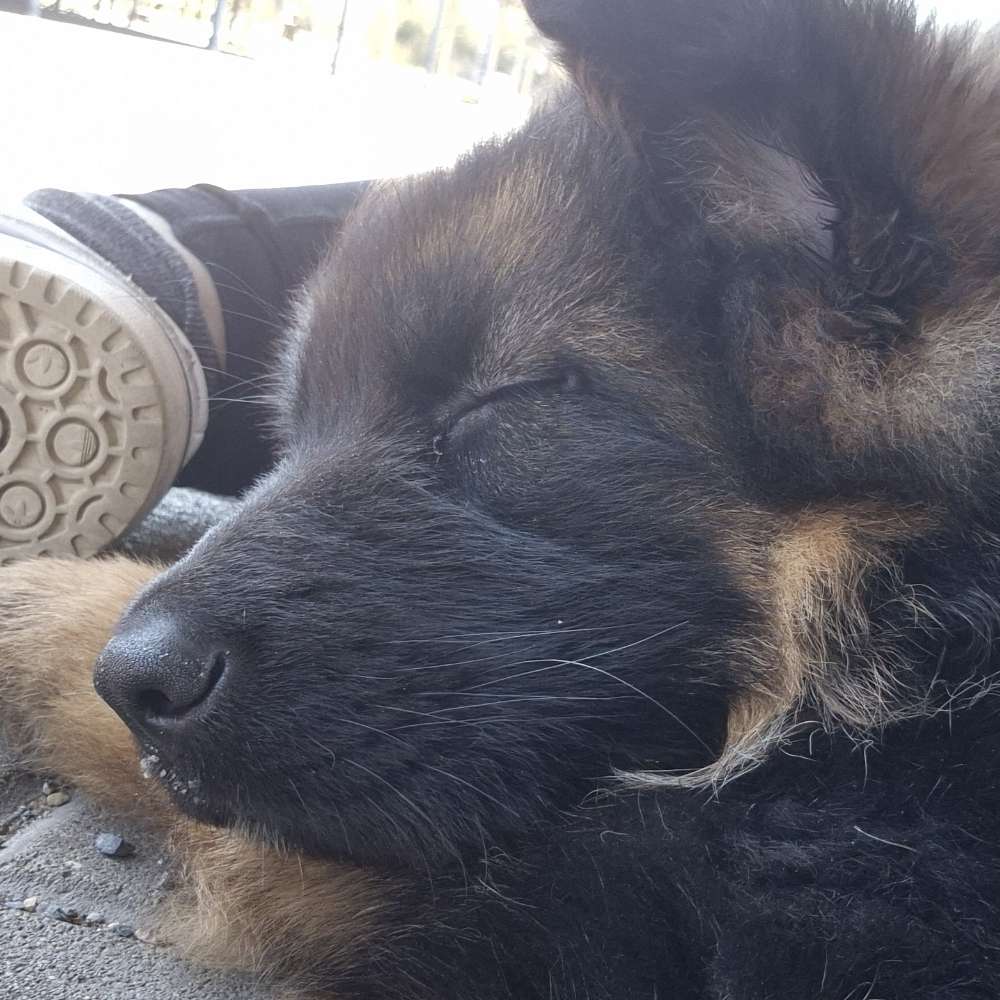 Hundetreffen-Welpentreffen Dresden Nord-Profilbild