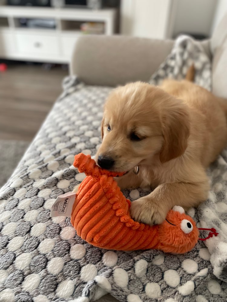 Hundetreffen-Spielfreund/-in gesucht-Profilbild