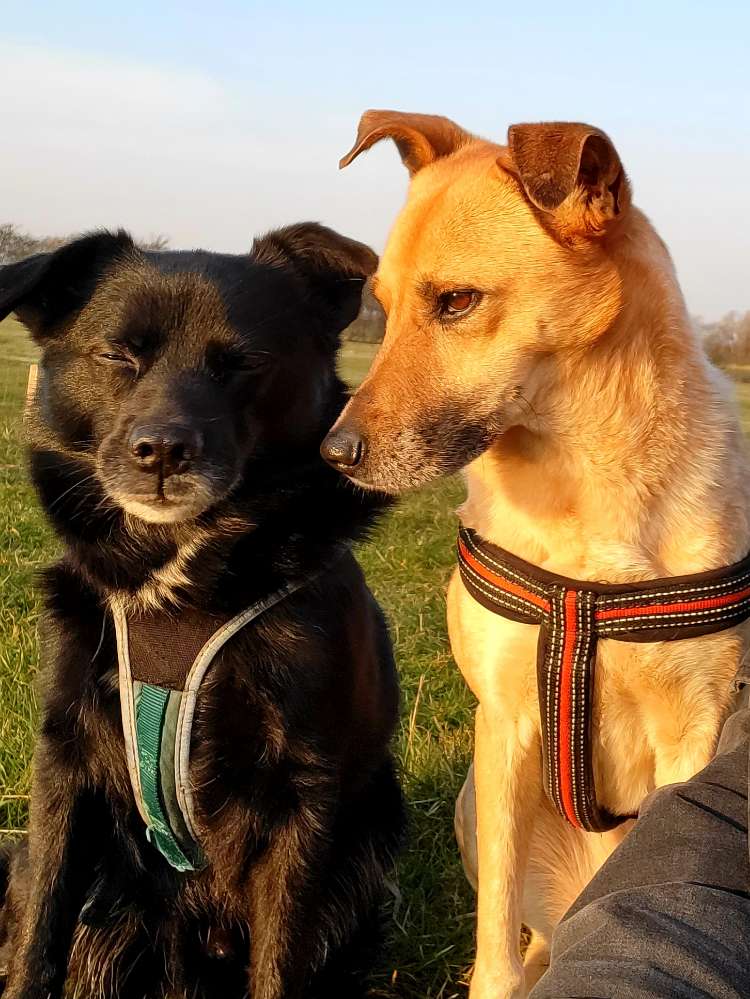 Hundetreffen-Treffen in Itzehoe und Umgebung-Profilbild
