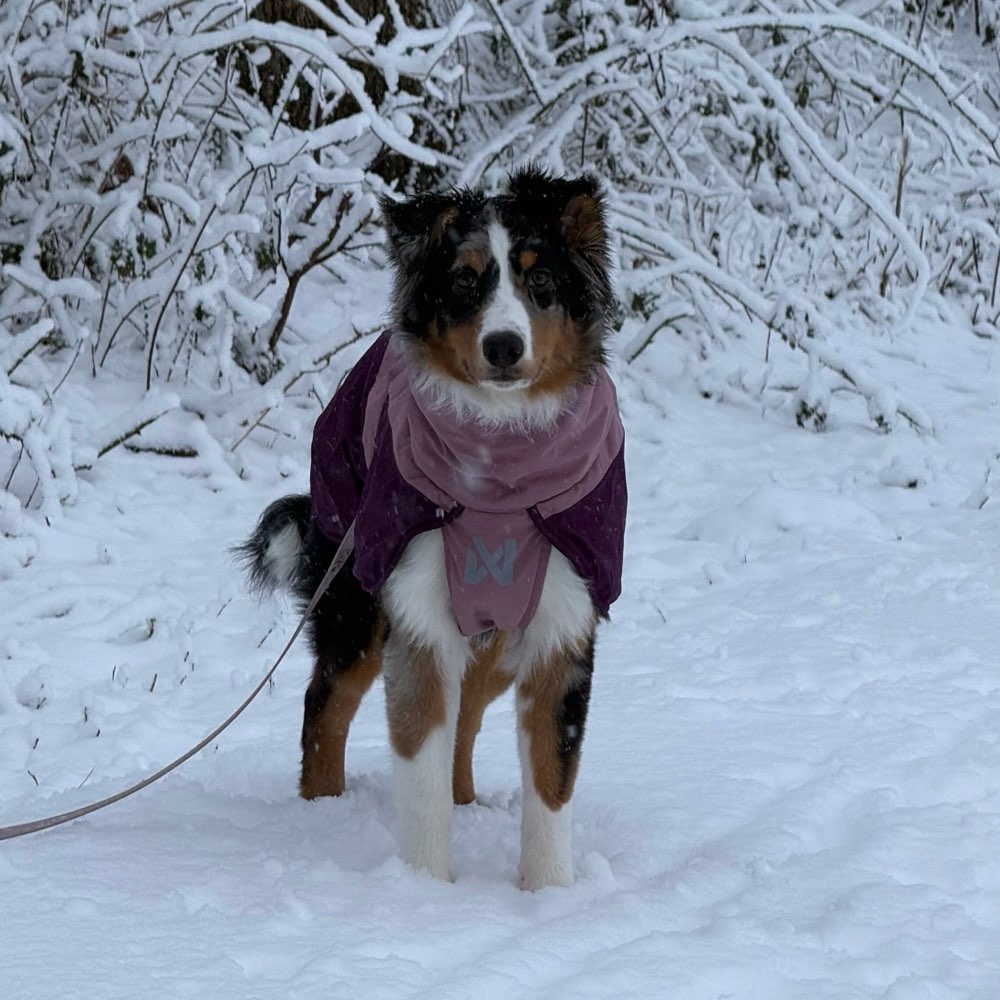 Hundetreffen-Training & Spiel-Profilbild