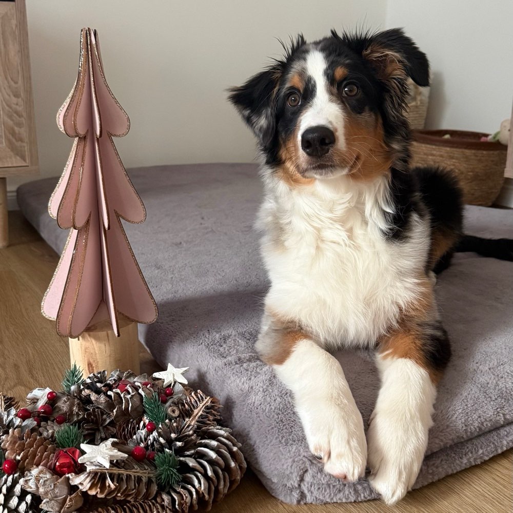 Hundetreffen-Die ersten Freunde 🐾-Profilbild