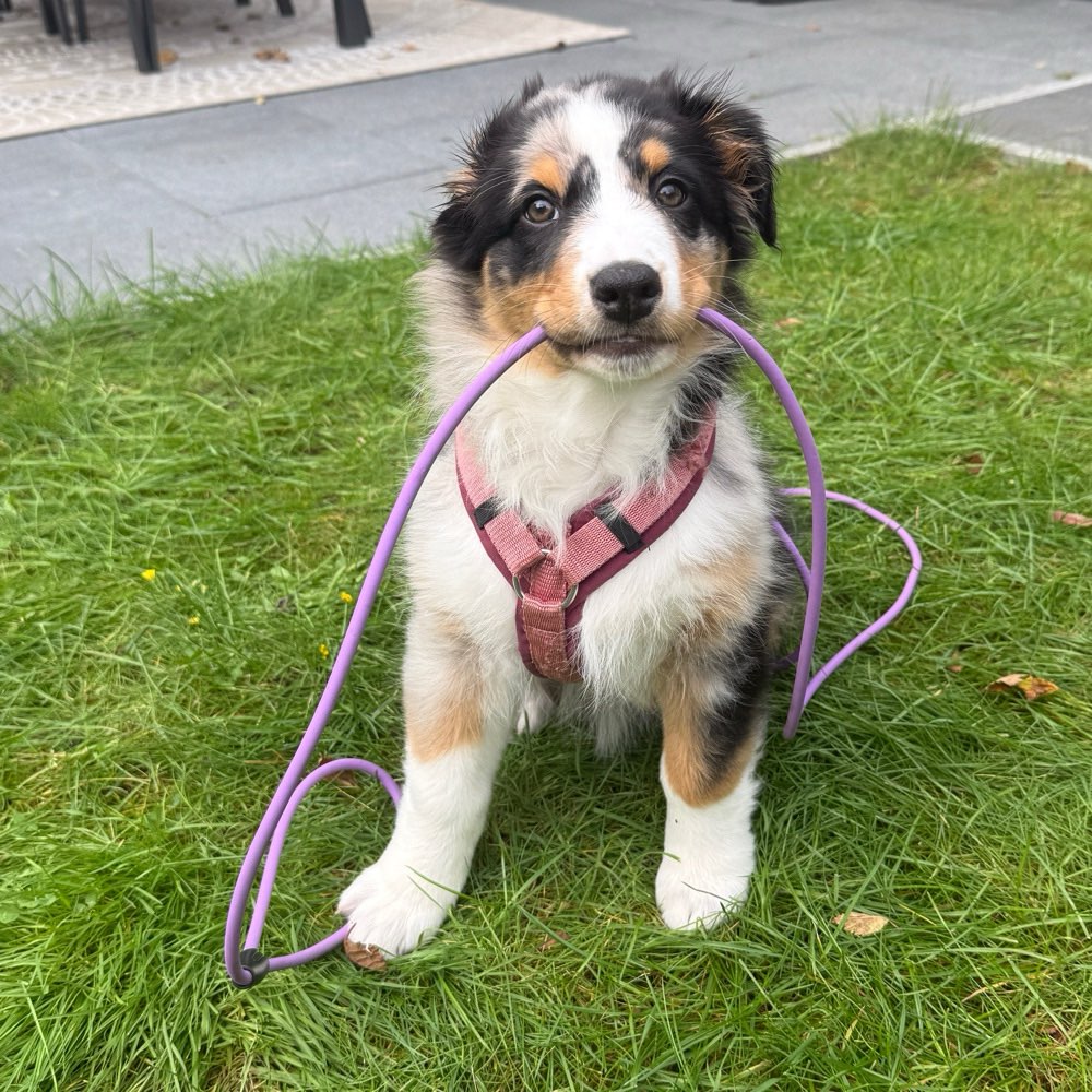 Hundetreffen-Die ersten Freunde 🐾-Profilbild