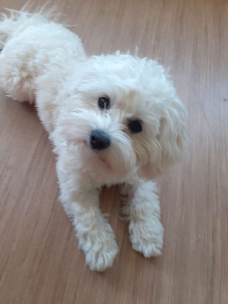 Hundetreffen-"Berner Au" & "Berner Wald"-Profilbild