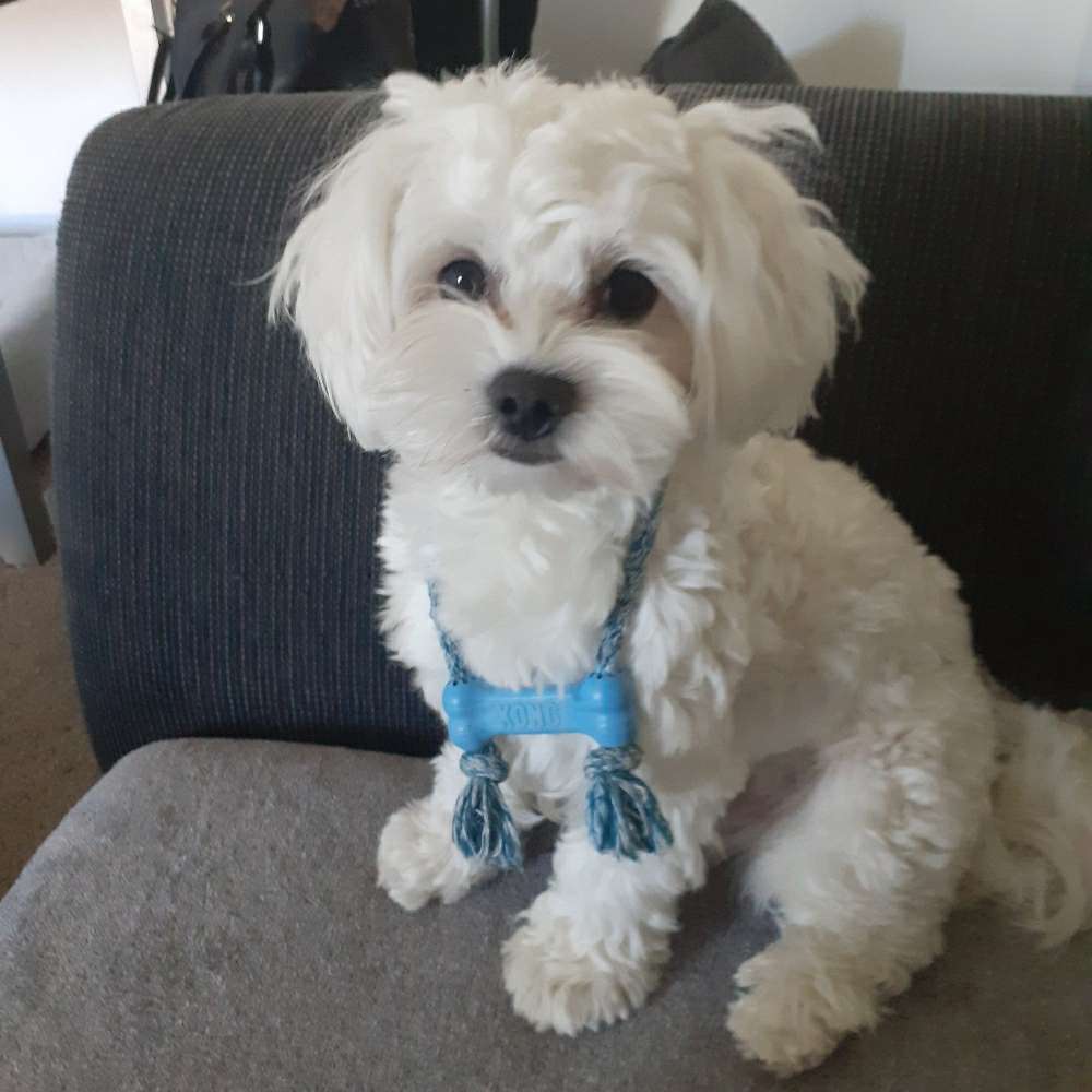 Hundetreffen-"Welpentreffen in Berne"-Profilbild