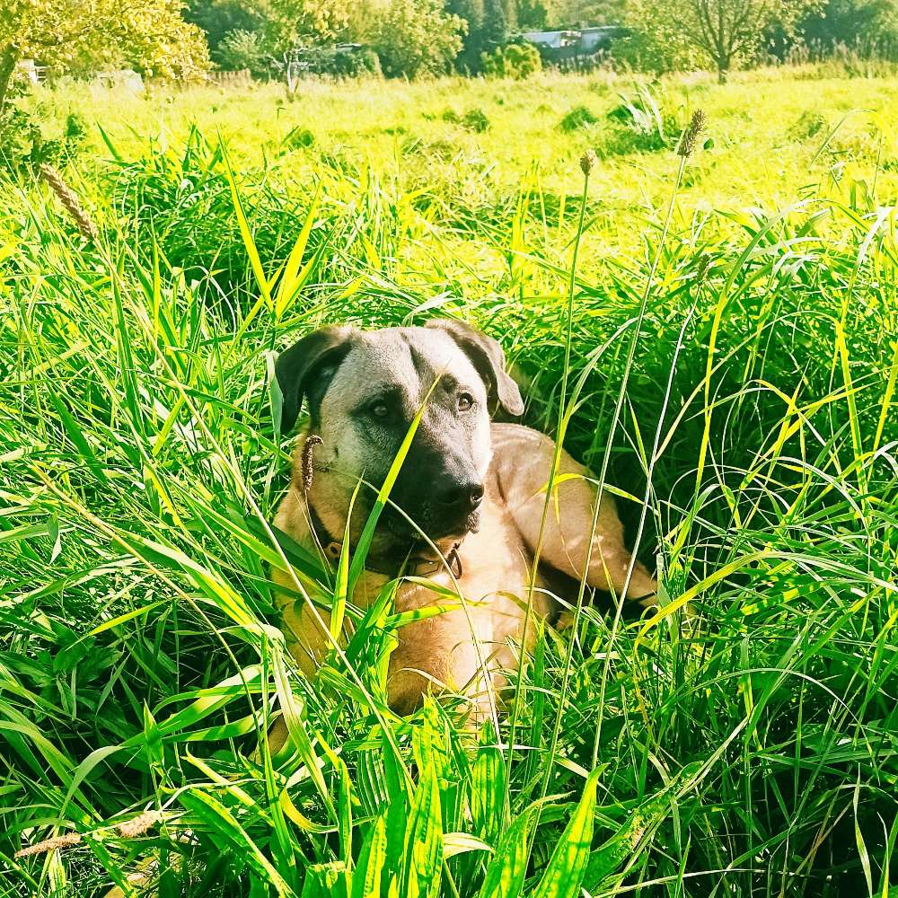 Hundetreffen-Gassirunde-Profilbild