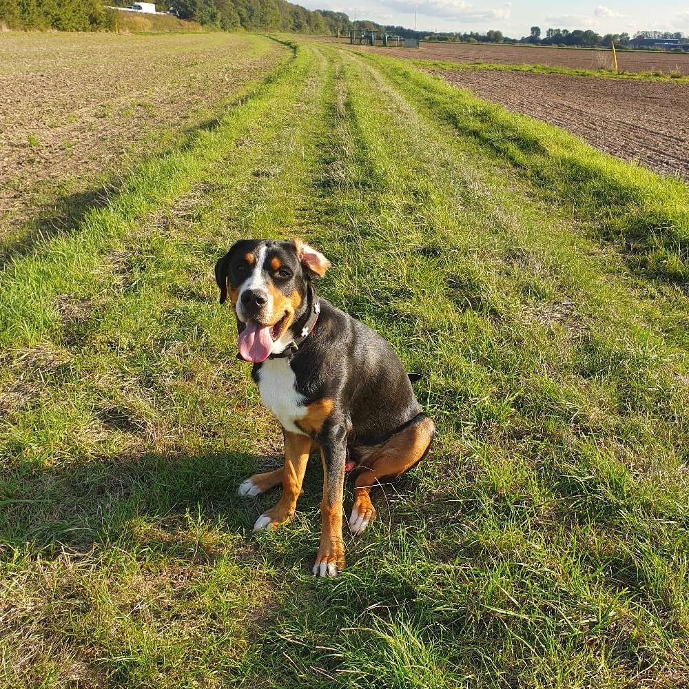 Hundetreffen-Großer Schweizer sucht großen Schweizer-Profilbild