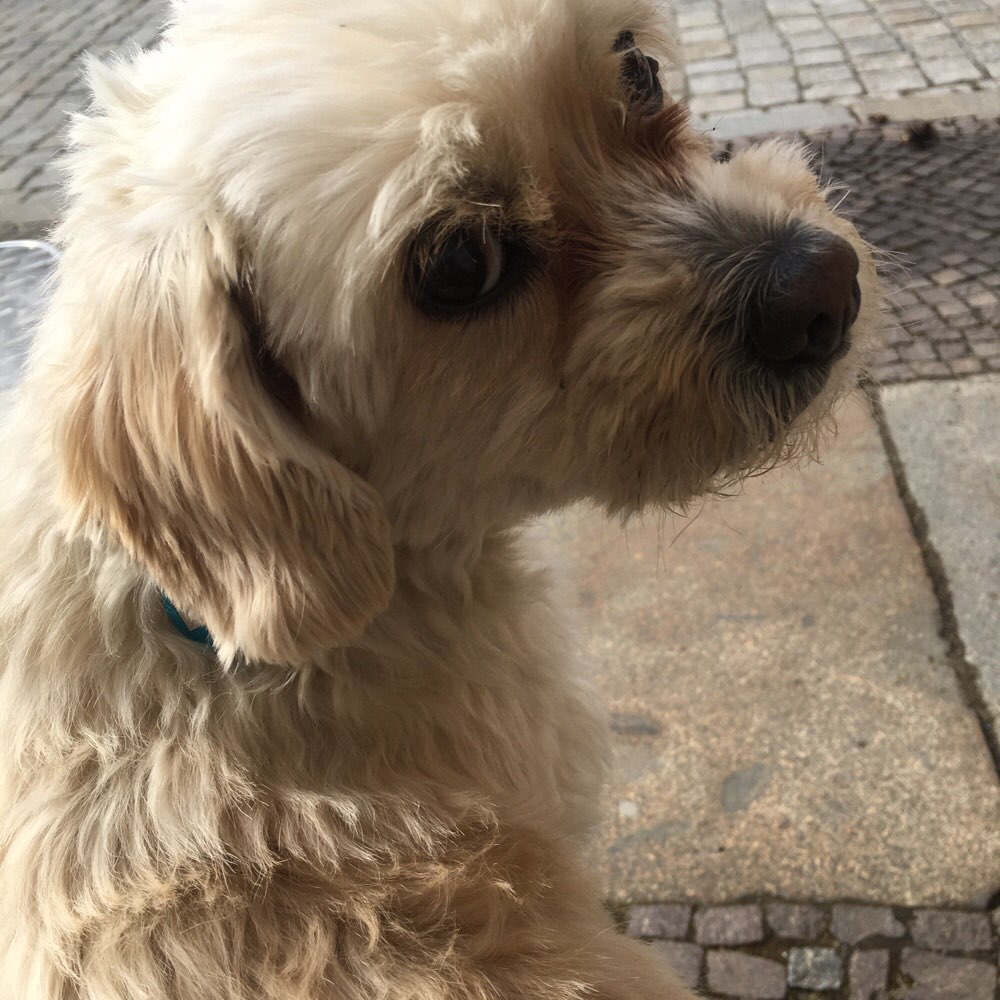 Hundetreffen-Gassigehen in Großenhain und Umgebung!-Profilbild