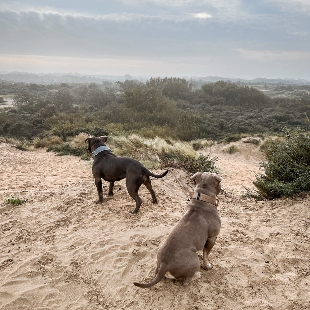 Hundetreffen-Gassitreff/ Social Walk-Profilbild