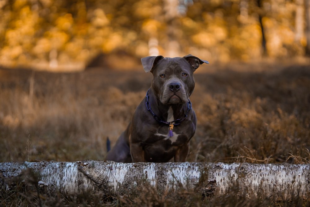 Hundetreffen-Hundefotografie/Model gesucht-Profilbild