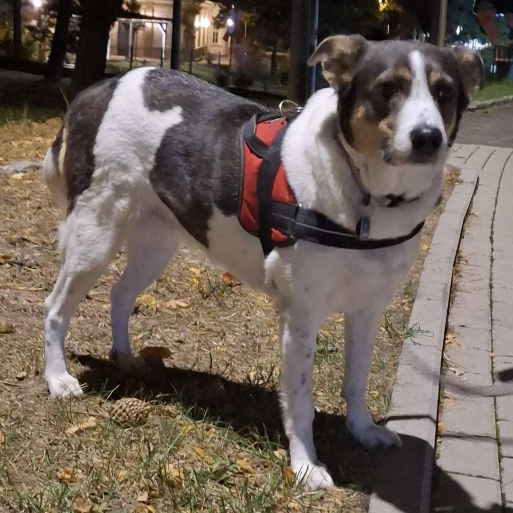 Hundetreffen-Gassi  treffen-Profilbild