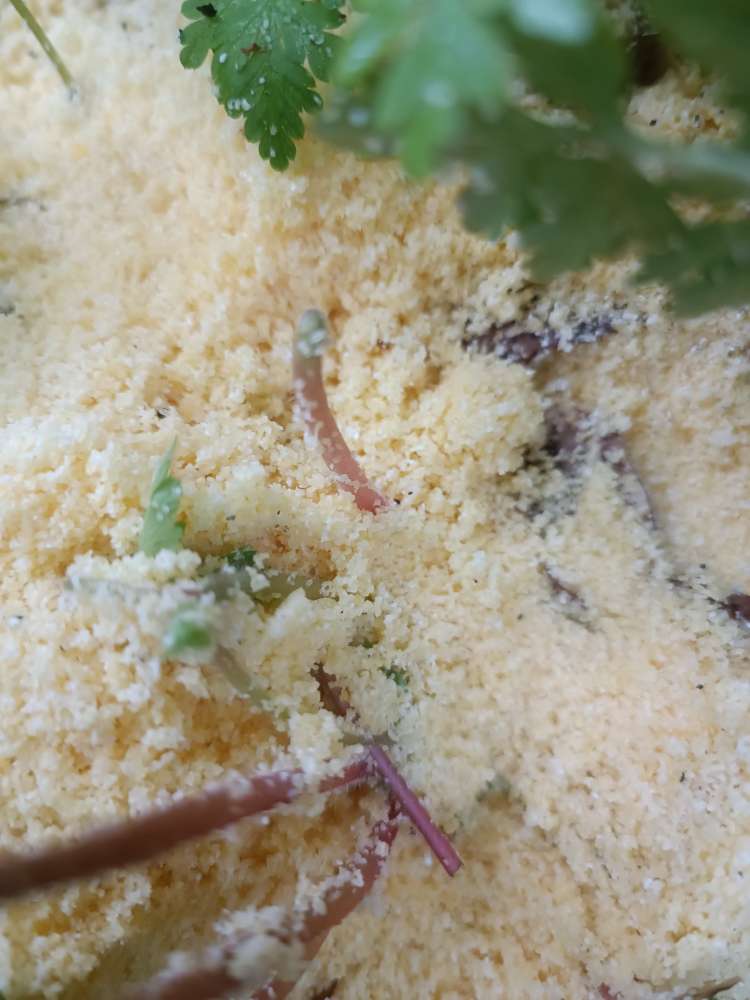 Giftköder-Couscous mit Gift-Profilbild