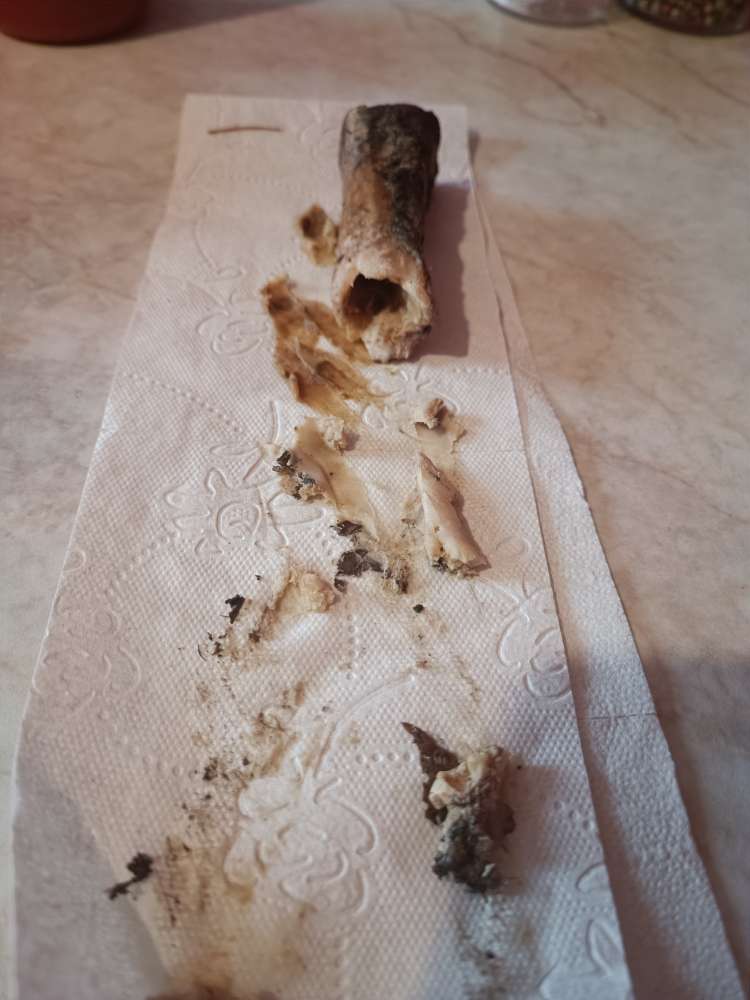 Giftköder-Knochen mit Füllung im Wald-Profilbild