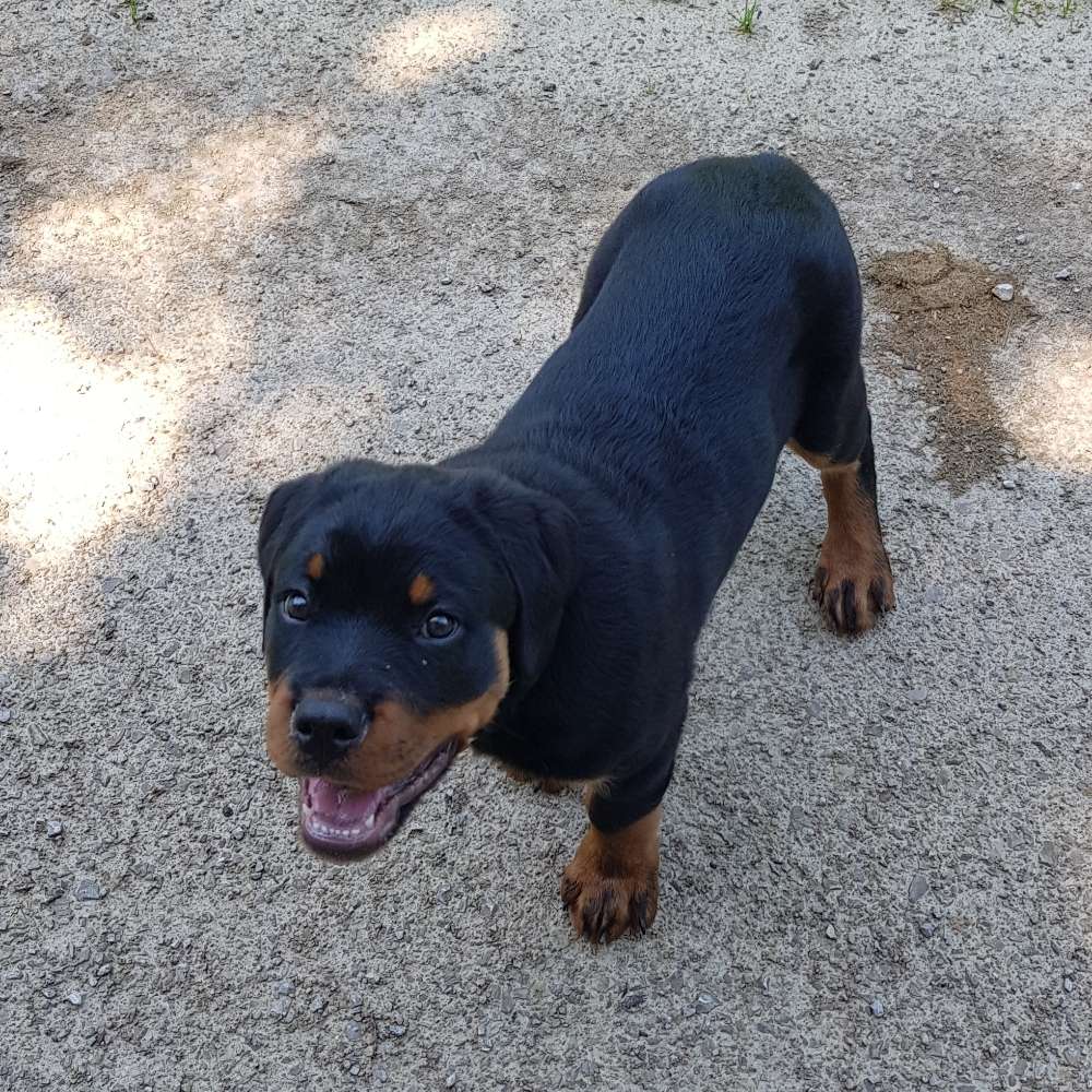 Hundetreffen-Welpentreffen in Lörrach Umgebung-Profilbild