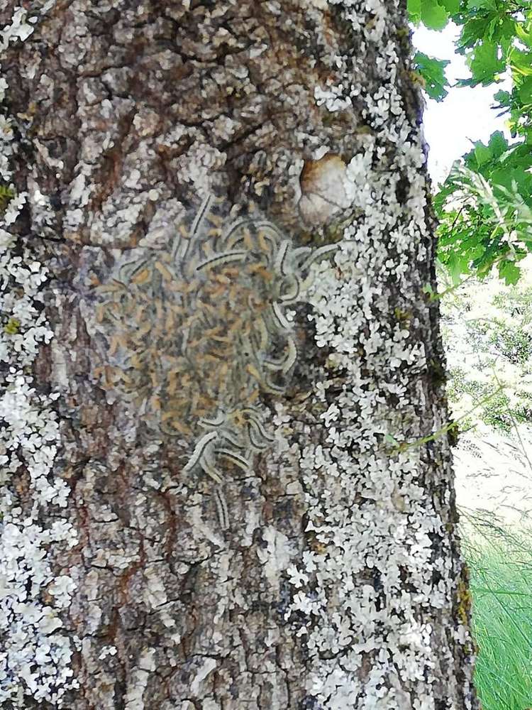 Giftköder-Eichenprozessions Spinner-Profilbild