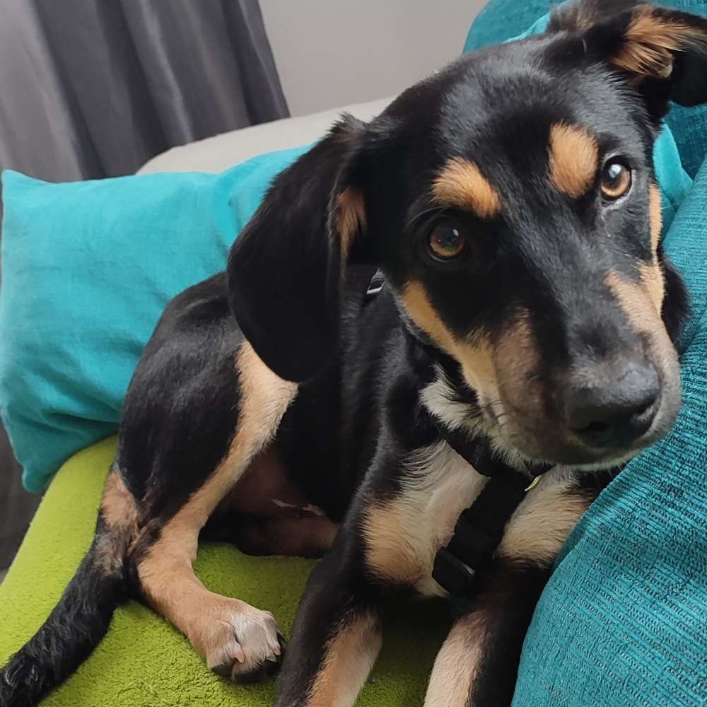 Hundetreffen-Eddy sucht Kumpels-Profilbild