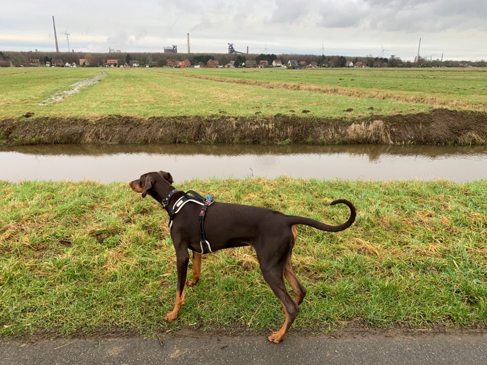 Hundetreffen-Hundetreff in Seehausen-Profilbild