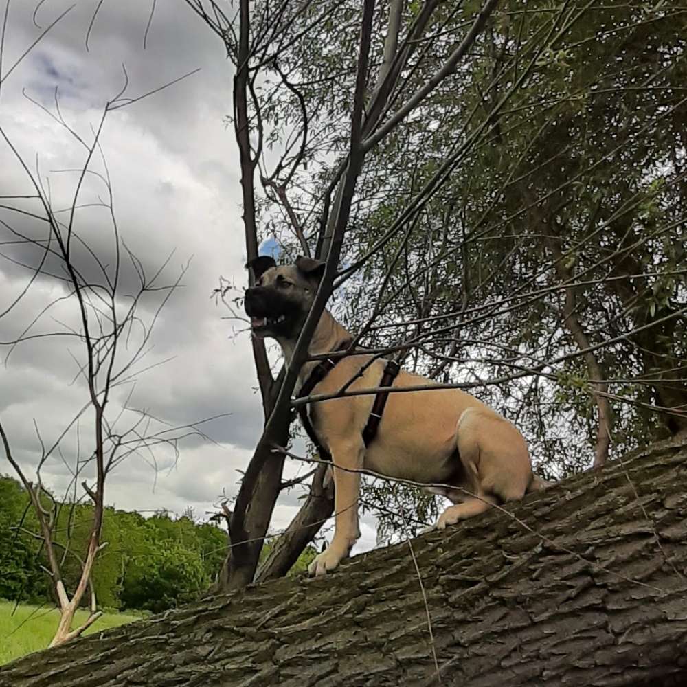 Hundetreffen-Gemeinsam spazieren-Profilbild