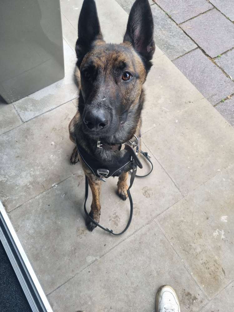 Hundetreffen-Gemeinsame Gassirunde oder Training-Profilbild