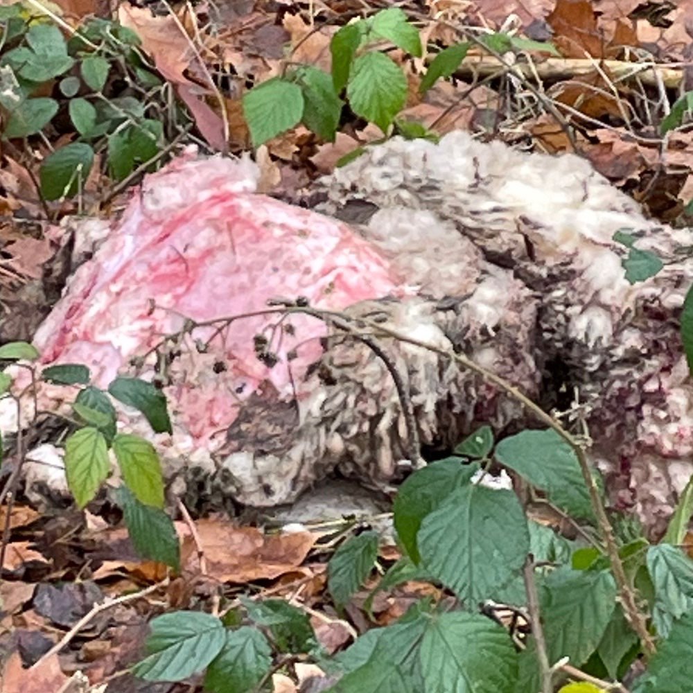 Giftköder-Schafskadaver-Profilbild