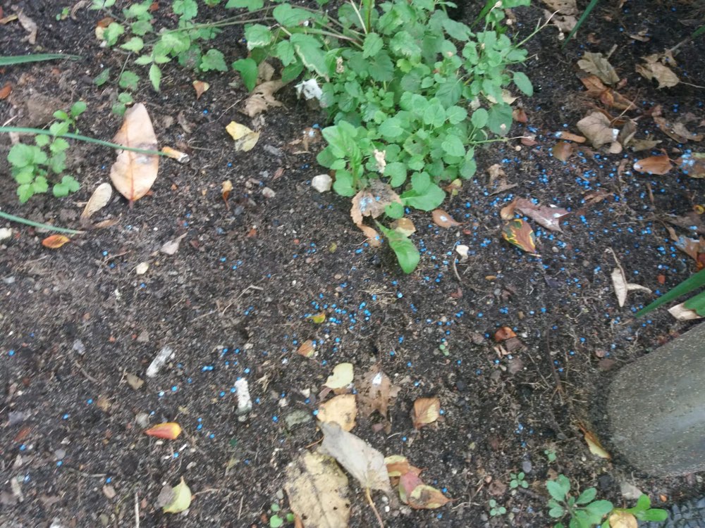 Giftköder-Blaukorn ausgelegt-Profilbild