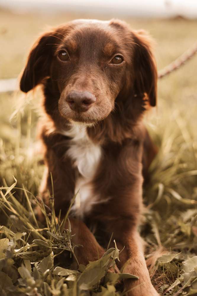 Hundetreffen-Urlaubsbetreuung gesucht / 93142 Maxhütte-Haidhof-Profilbild