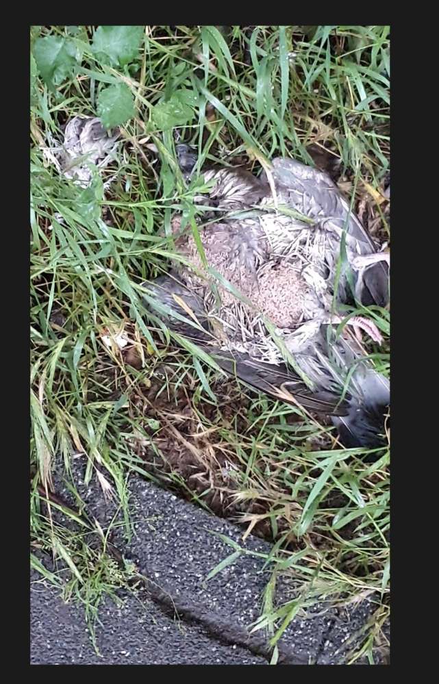 Giftköder-Vogelkadaver-Profilbild